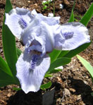Iris - Vilkdalgis - Bedford Lilac